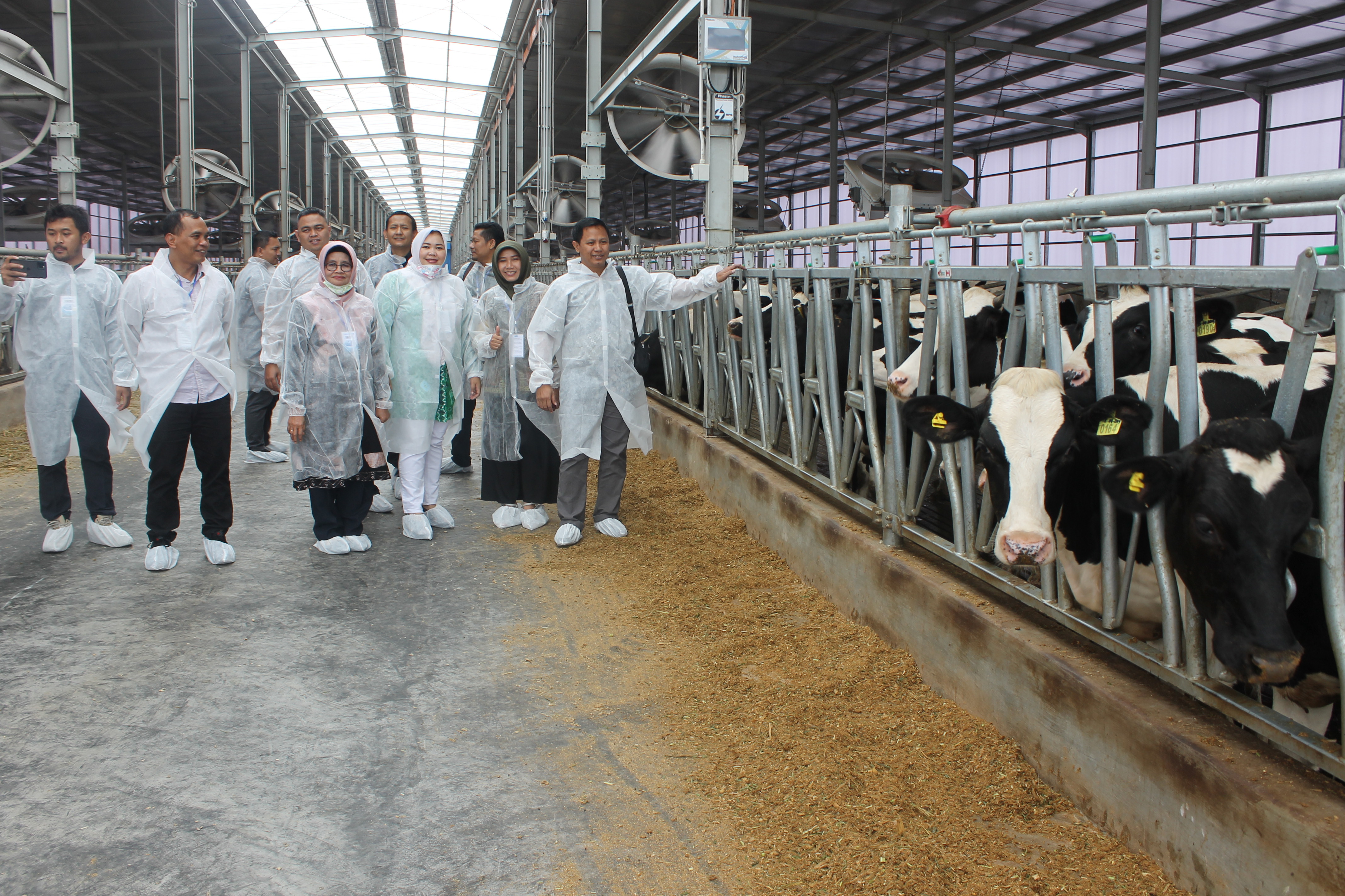 Dipantau, Peternakan Sapi Perah Sistem Semi Tertutup