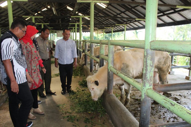Pengembangbiakan Sapi di BPTUHPT Padang Patut Dicontoh