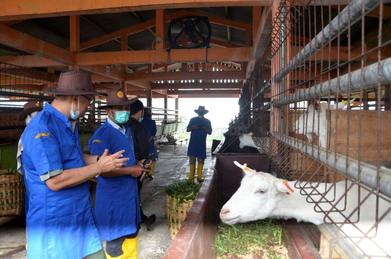 Pembibitan Ternak Tak Terganggu Dampak Virus Korona