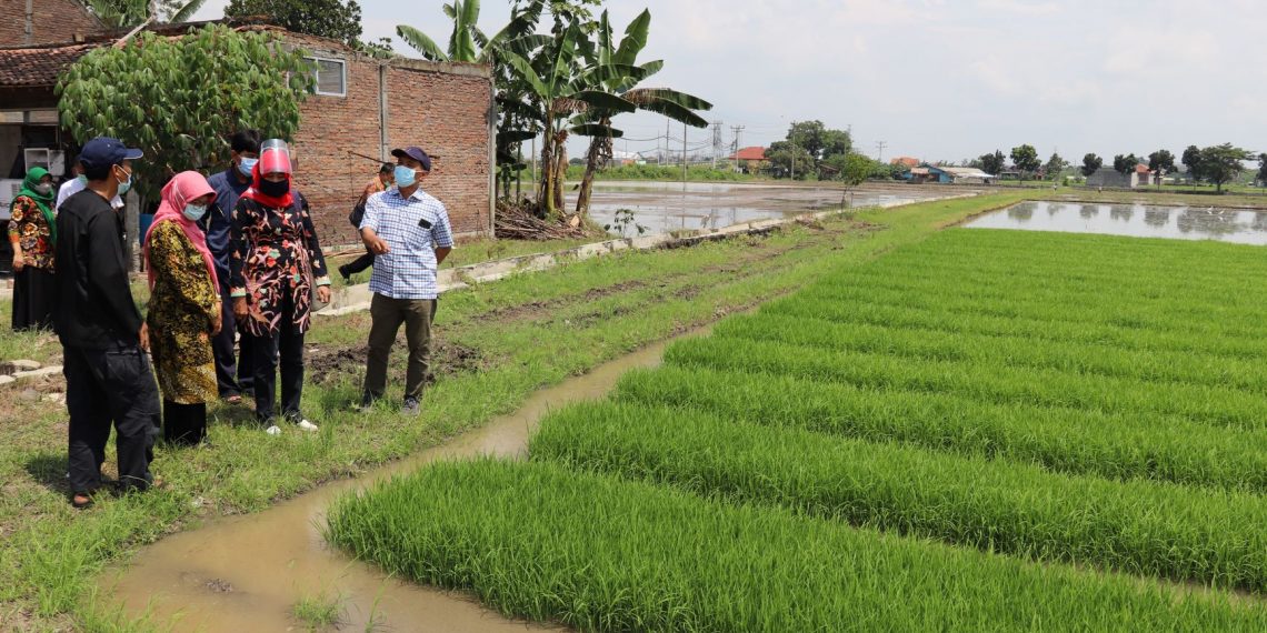 Penjualan Benih Padi di TPH Masaran Perlu Ditingkatkan