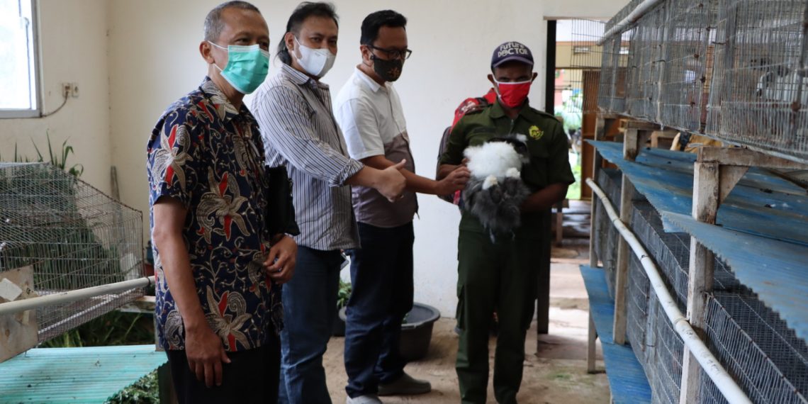 Budi Daya Kelinci Pedaging Bisa Angkat PAD