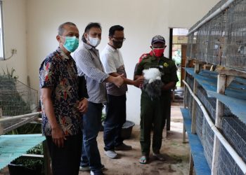 Budi Daya Kelinci Pedaging Bisa Angkat PAD