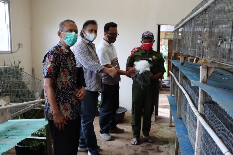 Budi Daya Kelinci Pedaging Bisa Angkat PAD
