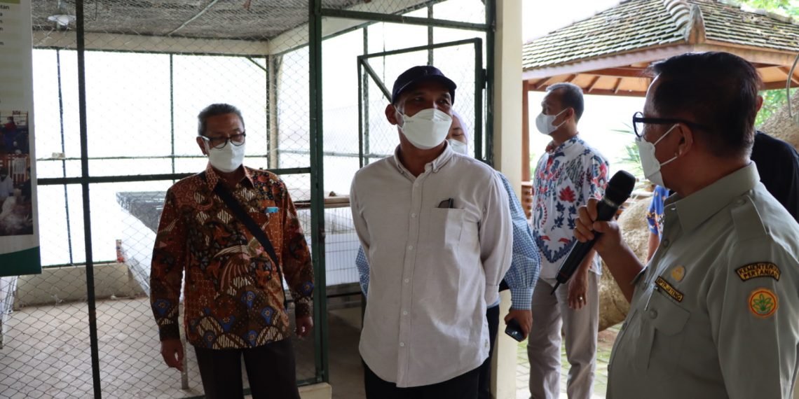 Ayam KUB Perkuat Sektor Peternakan Jateng