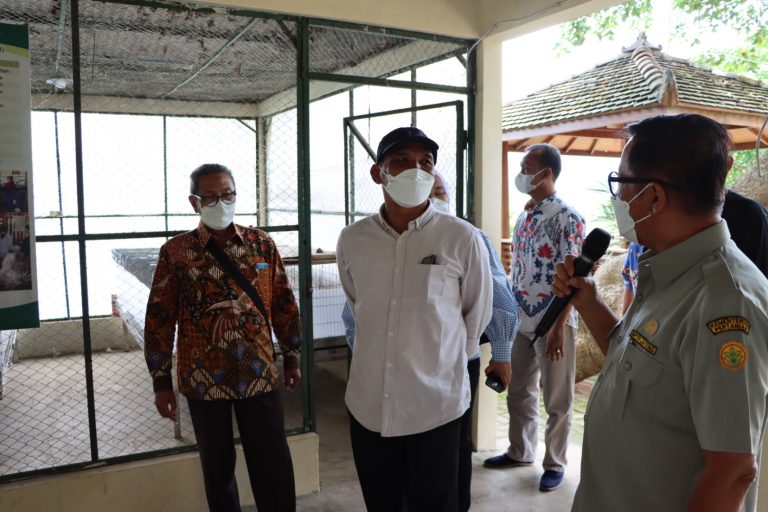 Ayam KUB Perkuat Sektor Peternakan Jateng
