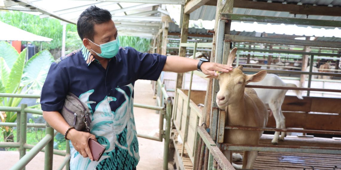 Pengembangan Budi Daya Kambing Etawa Terbukti Menjanjikan