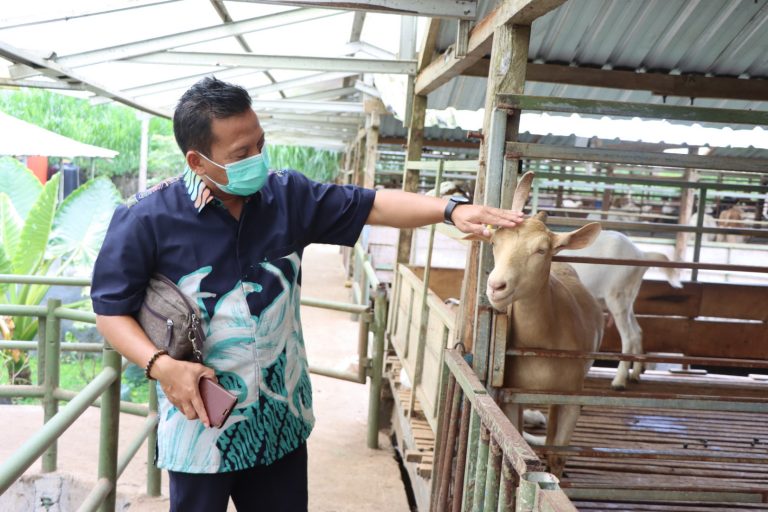 Pengembangan Budi Daya Kambing Etawa Terbukti Menjanjikan