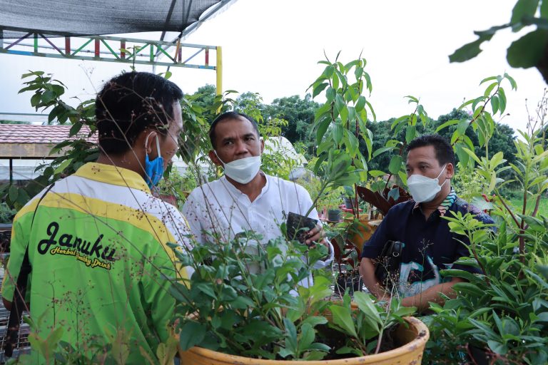 Menanam Herba dan Mengonsumsi Jamu Wujud Kepedulian Warisan Bangsa