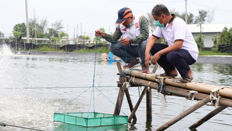 DIALOG PROAKTIF: Budi Daya Udang Vaname Layak Dikembangkan
