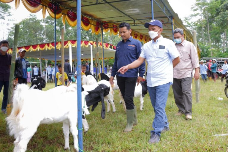 Komisi B Dukung Festival Kambing Kaligesing Wonosobo