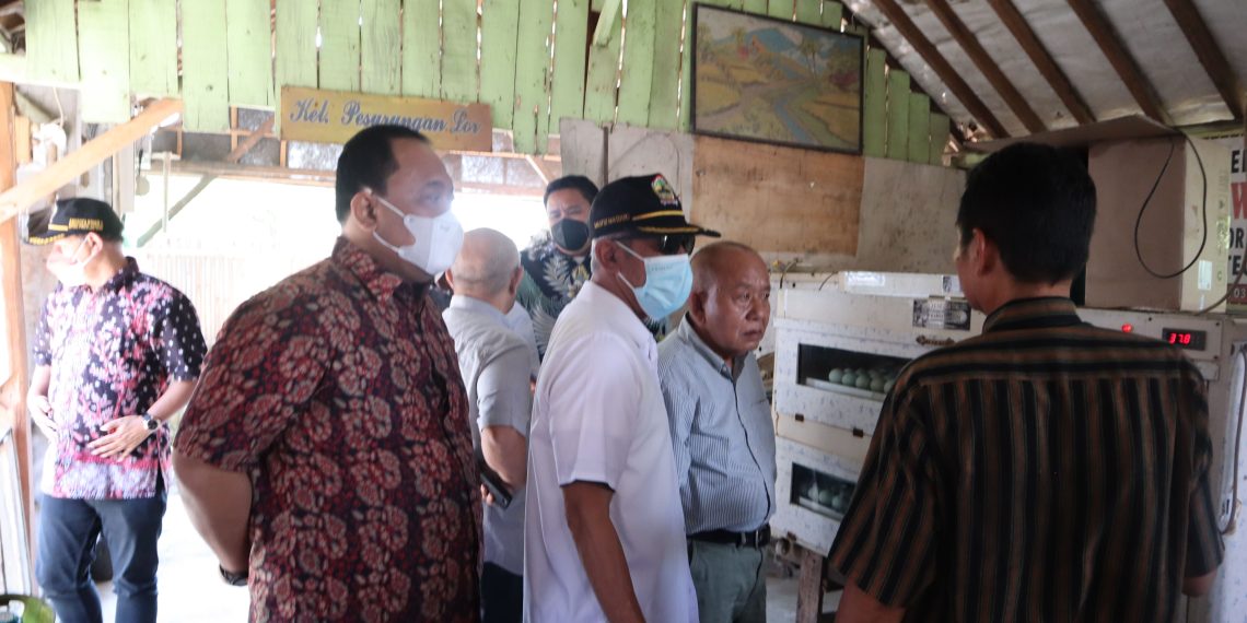 Hemat Listrik, Peternak Itik Margadana Tegal Gunakan Panel Surya