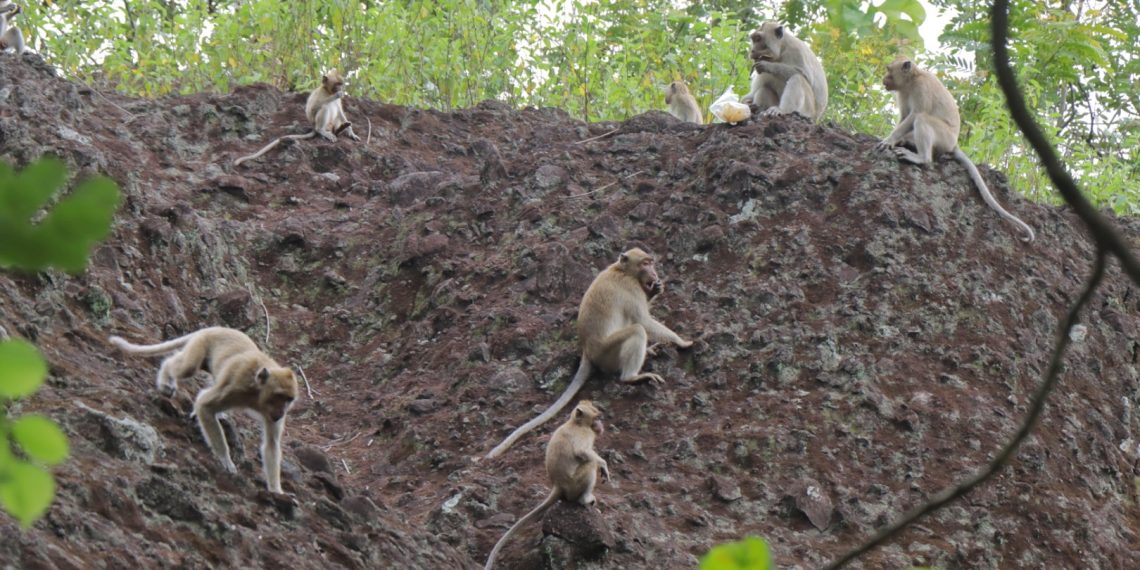 Warga Desa Getan Sukoharjo Keluhkan Hama Kera Ekor Panjang