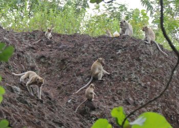 Warga Desa Getan Sukoharjo Keluhkan Hama Kera Ekor Panjang