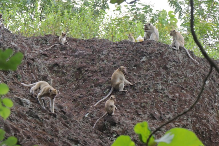 Warga Desa Getan Sukoharjo Keluhkan Hama Kera Ekor Panjang