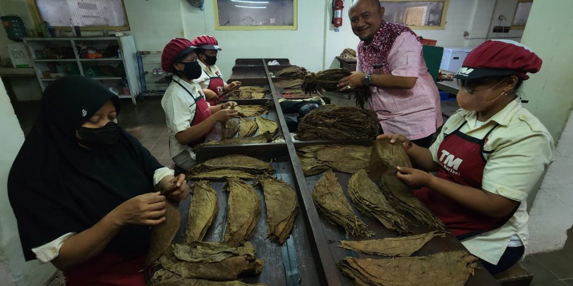 Layak Ditiru, Industri Cerutu Jogja Mampu Dorong Pertumbuhan Ekonomi 