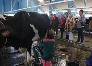 Didorong Pengembangan Peternakan Sapi Perah di Jateng
