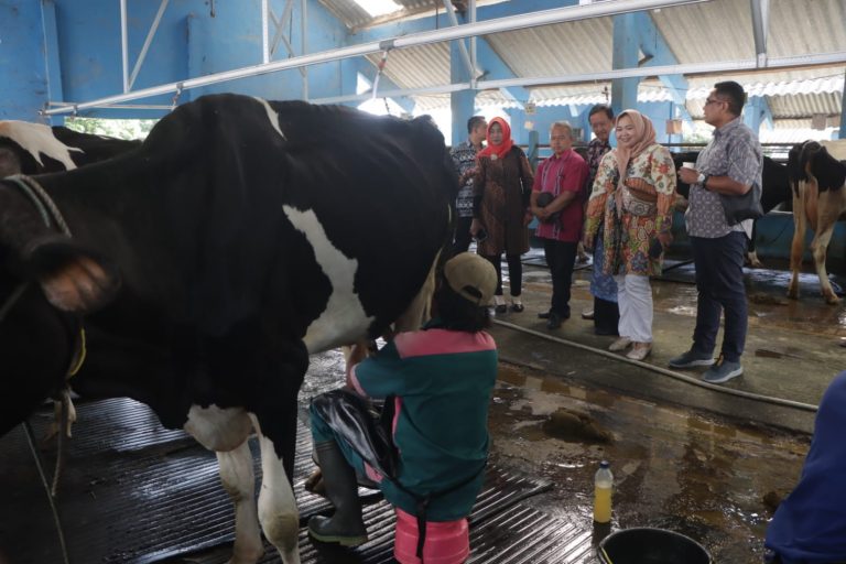 Didorong Pengembangan Peternakan Sapi Perah di Jateng