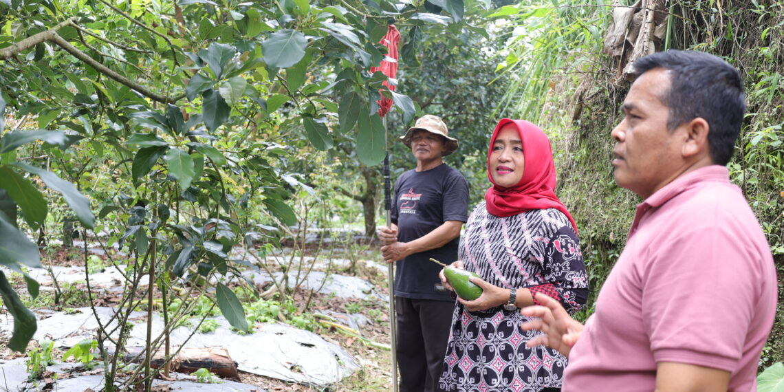 Ingin Berkebun? Agro Edukasi Alpukat Magelang Layak Dikunjungi