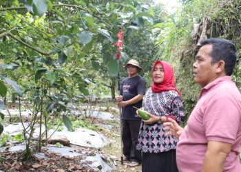 Ingin Berkebun? Agro Edukasi Alpukat Magelang Layak Dikunjungi