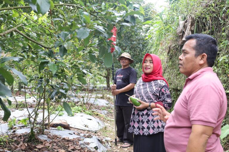 Ingin Berkebun? Agro Edukasi Alpukat Magelang Layak Dikunjungi